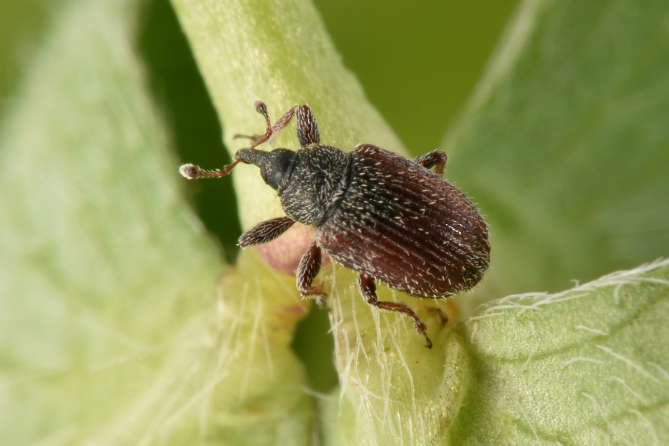 Gymnetron sp?   Sì,  Gymnetron rostellum